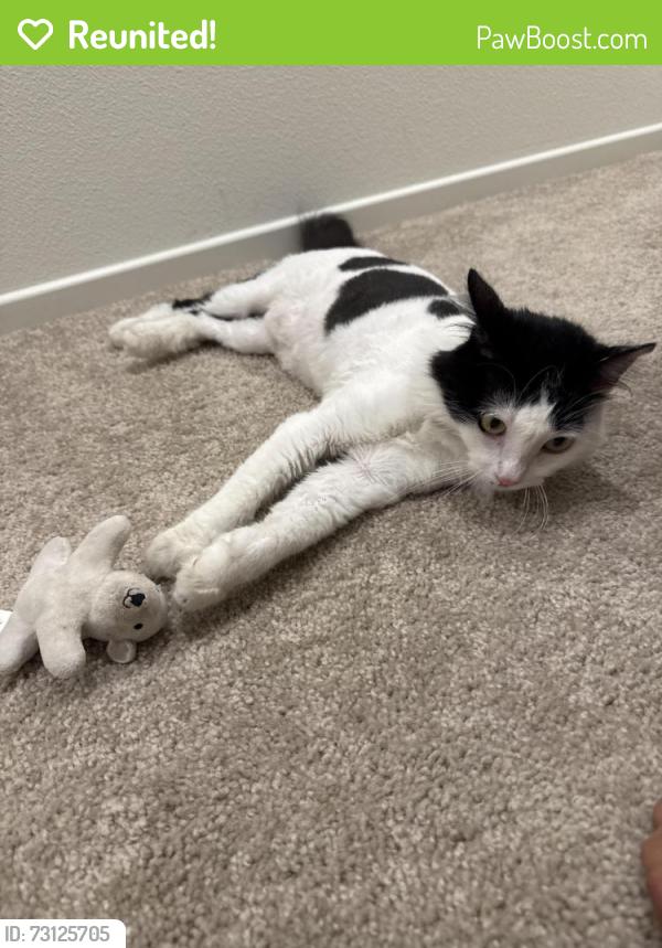 Reunited Female Cat last seen Riverside Dr. & Mill Creek, Ontario, CA 91761