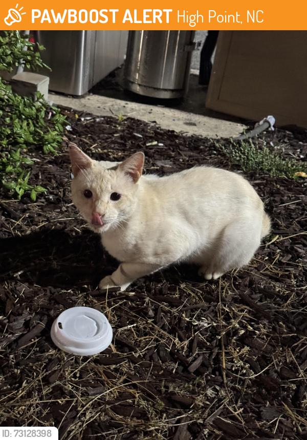 Found/Stray Unknown Cat last seen 7-Eleven parking lot, High Point, NC 27260