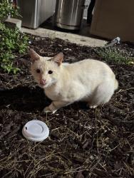 Found/Stray Unknown Cat last seen 7-Eleven parking lot, High Point, NC 27260