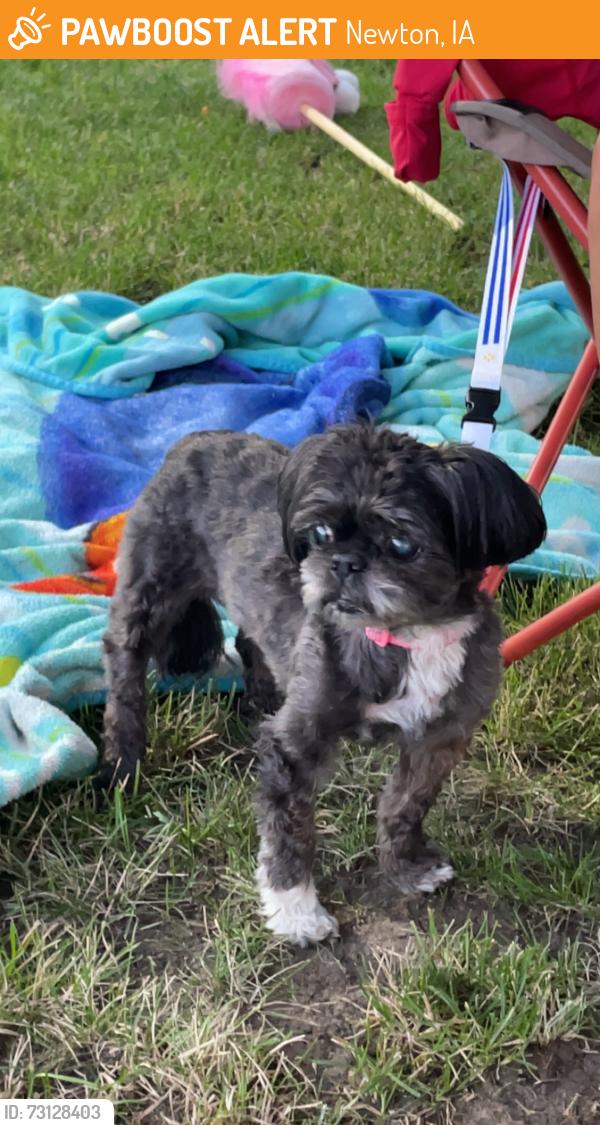 Found/Stray Female Dog last seen By Berg Middle School - Newton PD has her, Newton, IA 50208