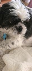 Reunited Male Dog last seen Bryne, Toledo, OH 43609