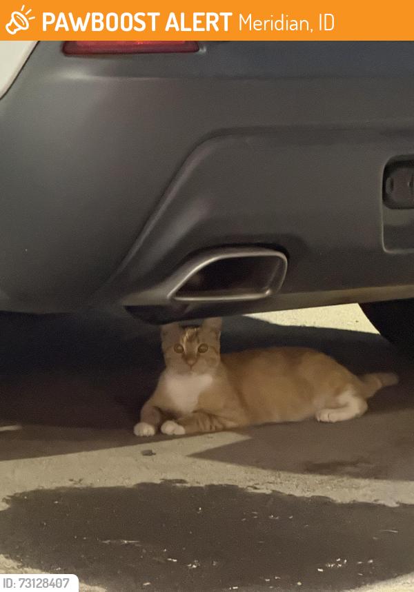 Found/Stray Unknown Cat last seen Pine and Ten Mile, Meridian, ID 83642