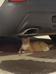 Found/Stray Unknown Cat last seen Pine and Ten Mile, Meridian, ID 83642