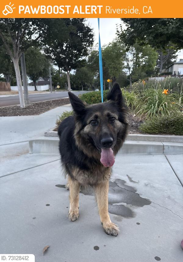 Found/Stray Female Dog last seen Victoria golf club area, Riverside, CA 92506