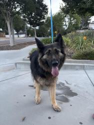 Found/Stray Female Dog last seen Victoria golf club area, Riverside, CA 92506