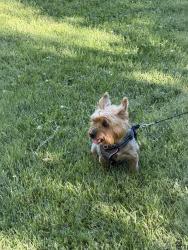 Reunited Male Dog last seen Bronk & Bentley, Joliet, IL 60586