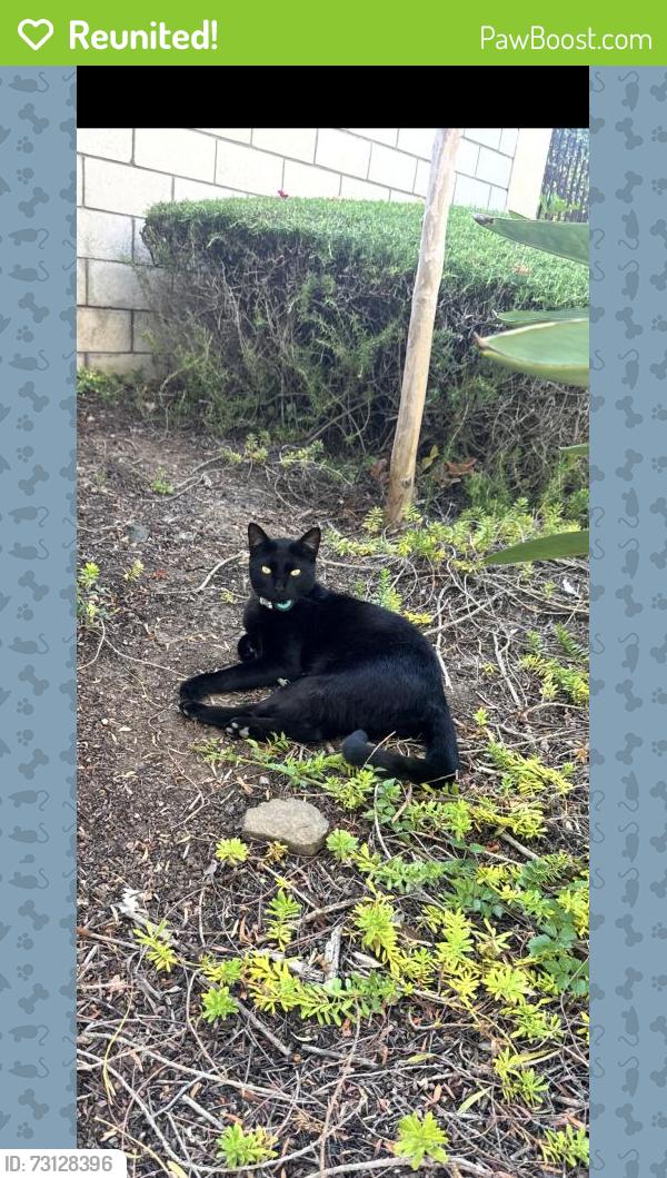 Reunited Male Cat last seen Near Edgehill Rd, Vista, CA 92084, USA, Vista, CA 92084