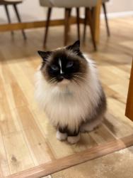 Lost Male Cat last seen Thoreau Elementary (NE 137th St and 87th Ave NE), Kirkland, WA 98034