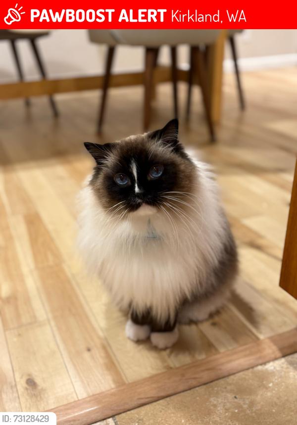 Lost Male Cat last seen Thoreau Elementary (NE 137th St and 87th Ave NE), Kirkland, WA 98034