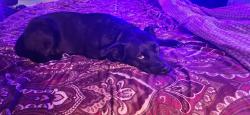 Lost Female Dog last seen Near nw St Charles, Oklahoma City, OK 73127