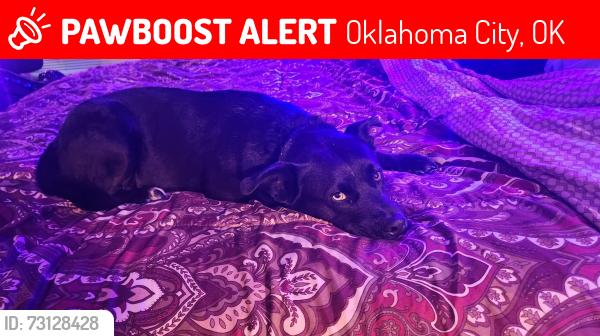Lost Female Dog last seen Near nw St Charles, Oklahoma City, OK 73127