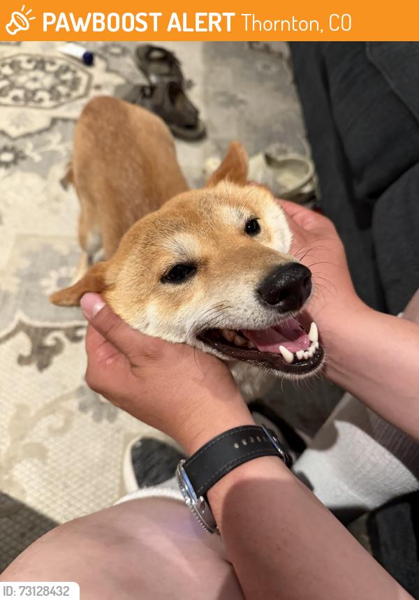 Found/Stray Female Dog last seen 115th place, Thornton, CO 80233