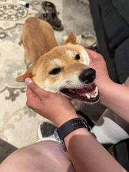 Found/Stray Female Dog last seen 115th place, Thornton, CO 80233
