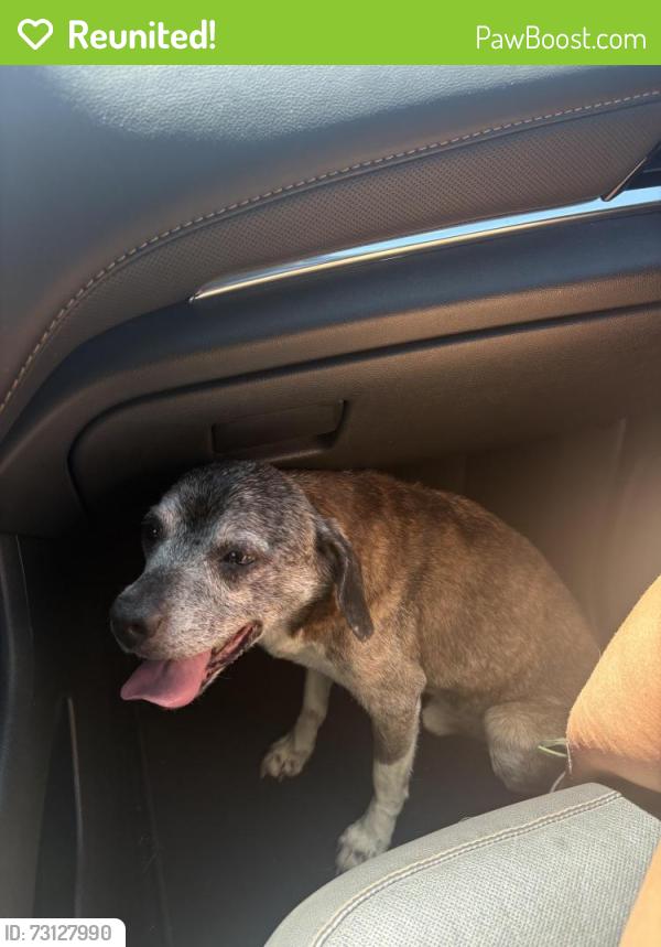 Reunited Male Dog last seen Next to Ben Franklin Elementary and Fire Department Station 11, Riverside, CA 92508
