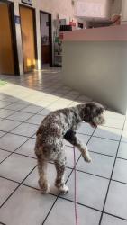 Reunited Female Dog last seen Near Arbor Creek Dr, Carrollton, TX 75010