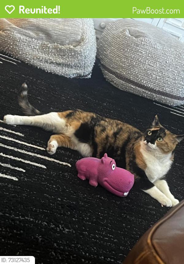Reunited Female Cat last seen Behind Pomona highscho neighborhood, Westminster, CO 80005