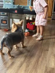 Reunited Male Dog last seen Timber ridge middle school, Plainfield, IL 60544
