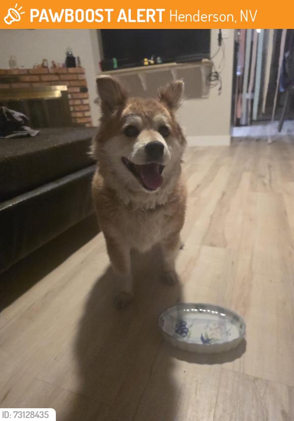Found/Stray Unknown Dog last seen Walking down warm springs near sunset, Henderson, NV 89014