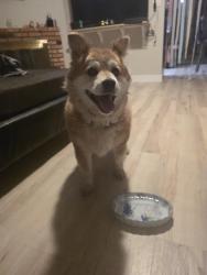 Found/Stray Unknown Dog last seen Walking down warm springs near sunset, Henderson, NV 89014