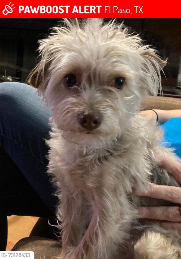 Lost Male Dog last seen Resler, El Paso, TX 79912