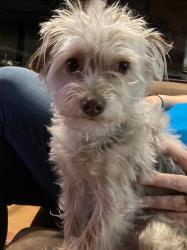 Lost Male Dog last seen Resler, El Paso, TX 79912