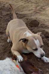 Reunited Female Dog last seen I St, Rio Linda, CA between 24th & 26th St, Rio Linda, CA 95673