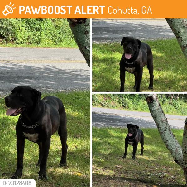 Found/Stray Unknown Dog last seen Mount Olivet/ Wolf St. Cohutta, GA., Cohutta, GA 30710