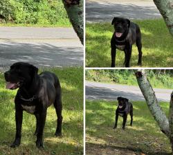 Found/Stray Unknown Dog last seen Mount Olivet/ Wolf St. Cohutta, GA., Cohutta, GA 30710