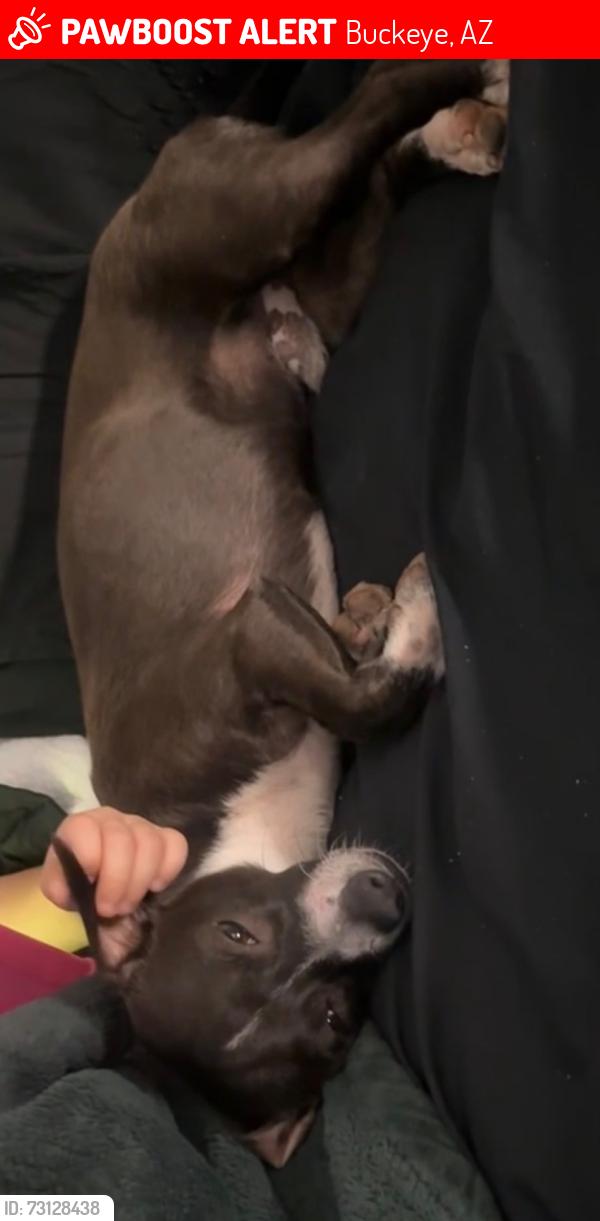 Lost Male Dog last seen Broadway and Apache, Buckeye, AZ 85326