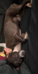 Lost Male Dog last seen Broadway and Apache, Buckeye, AZ 85326
