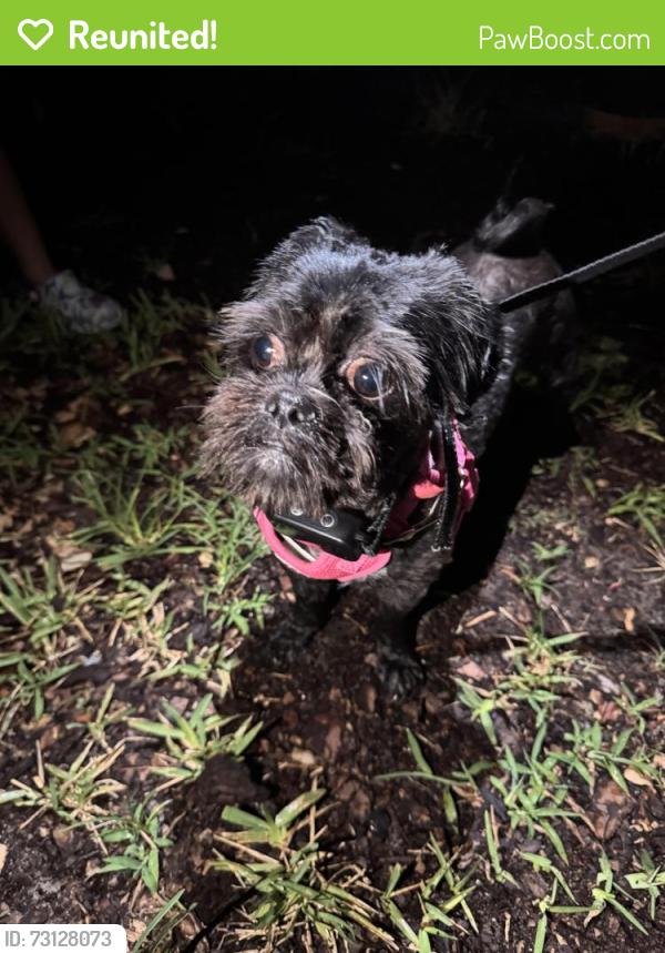 Reunited Female Dog last seen Atlantic and San Pablo, Jacksonville, FL 32225