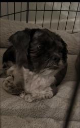 Reunited Male Dog last seen Near W Paradise Dr, Phoenix, AZ 85029, USA, Phoenix, AZ 85029