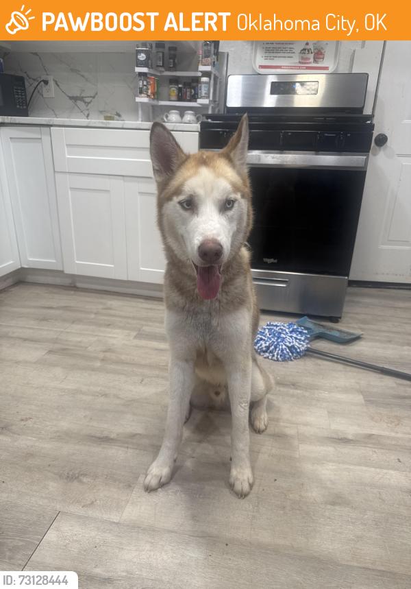 Found/Stray Male Dog last seen Near NE 15th st, Oklahoma City, OK 73117