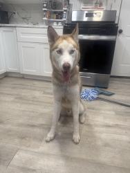 Found/Stray Male Dog last seen Near NE 15th st, Oklahoma City, OK 73117