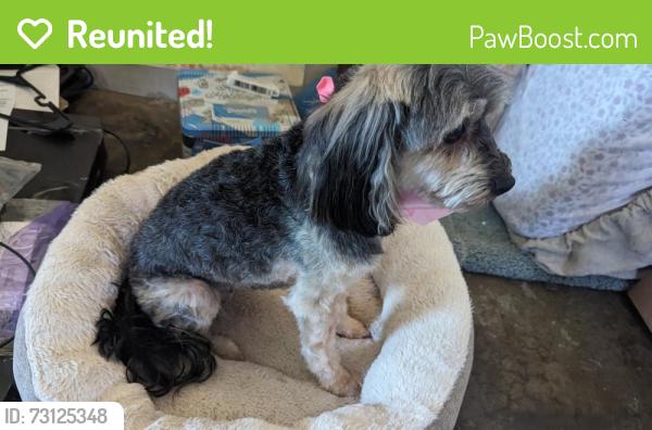 Reunited Female Dog last seen Via San delero, Montebello, CA 91754