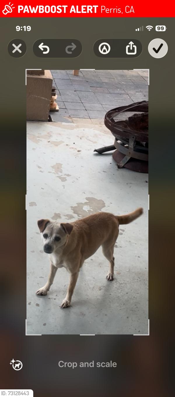 Lost Female Dog last seen Carol and Day St, Perris, CA 92570