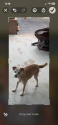 Lost Female Dog last seen Carol and Day St, Perris, CA 92570