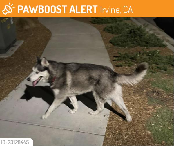Found/Stray Unknown Dog last seen Pusan and Irvine Blvd, Irvine, CA 92618