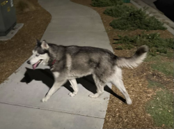 Found/Stray Unknown Dog last seen Pusan and Irvine Blvd, Irvine, CA 92618