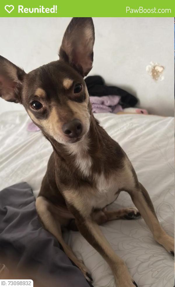 Reunited Male Dog last seen Dallas, TX 75237, USA, Dallas, TX 75237