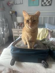 Lost Female Cat last seen Bothwell rd, Boston, MA 02135
