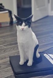 Lost Female Cat last seen Midtown 9th street and Booker ave, Columbus, GA 31906