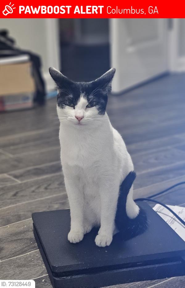 Lost Female Cat last seen Midtown 9th street and Booker ave, Columbus, GA 31906
