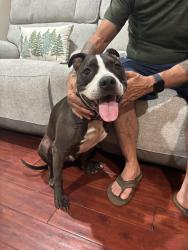 Found/Stray Unknown Dog last seen Paradise hills, San Diego, CA 92139