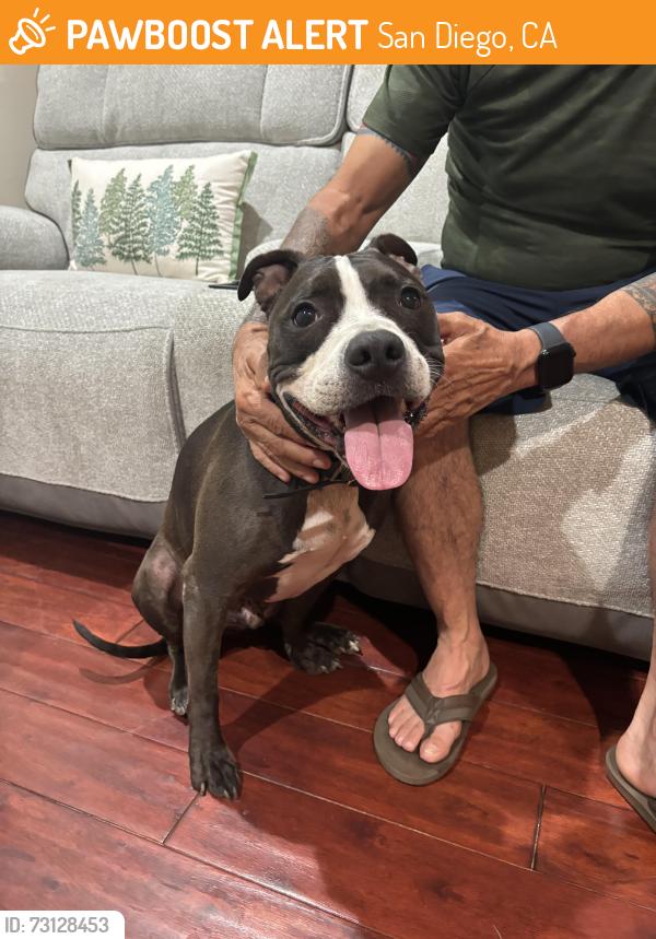 Found/Stray Unknown Dog last seen Paradise hills, San Diego, CA 92139