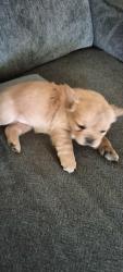 Lost Female Dog last seen Muscoy and California st, Muscoy, CA 92407