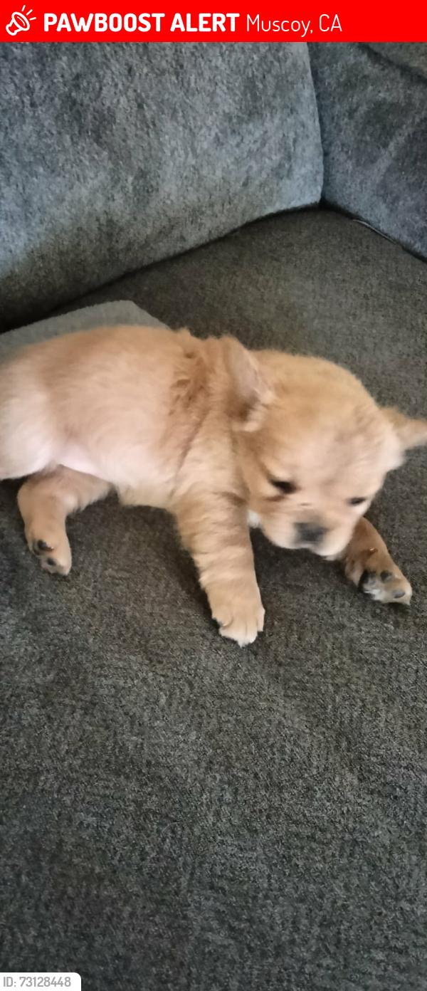 Lost Female Dog last seen Muscoy and California st, Muscoy, CA 92407