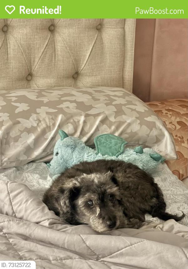 Reunited Male Dog last seen Knights Court and Thompson Ferry, Sugar Land, TX 77479
