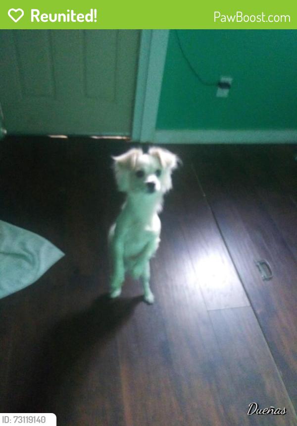 Reunited Female Dog last seen Between New York st and randolph st, Indianapolis, IN 46201