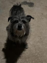 Found/Stray Female Dog last seen Near Beal Park, Midland, TX 79701